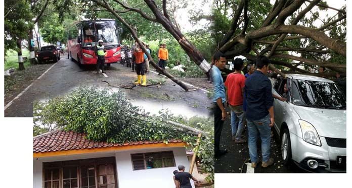 Angin Kencang, Puluhan Pohon Tumbang, Ruas Jalan Kuningan-Cirebon Macet Total