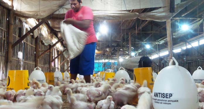 Harga Daging Ayam Meroket, Ini Pemicunya