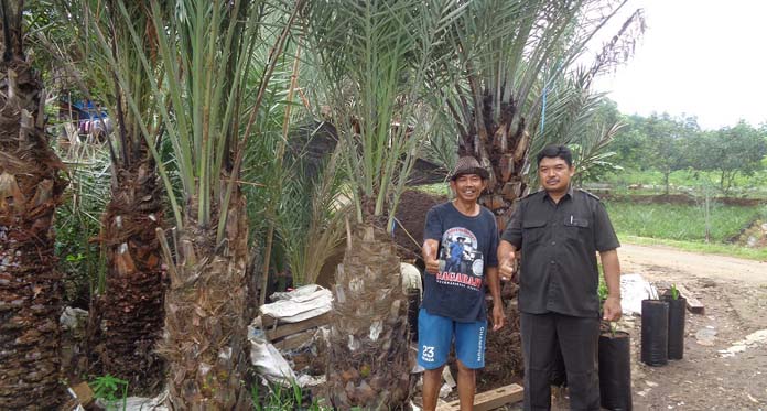 Budidaya Pohon Kurma Diminati Warga Majalengka