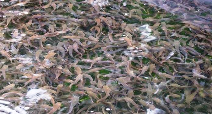 Peninggalan Nenek Moyang, Ikan Lele di Sungai Biting Dikeramatkan