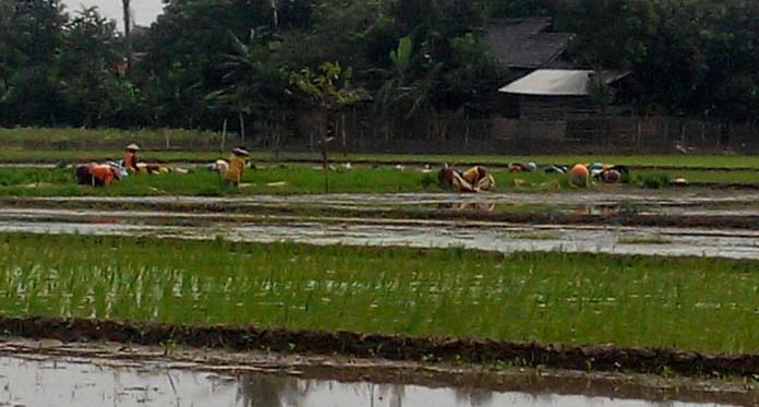 Proyek Arung Jeram, Petani Tukdana Terancam Kekeringan