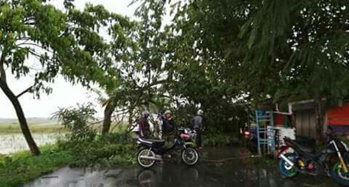 Cuaca Ekstrem, Warga Cemas Rawan Pohon Tumbang