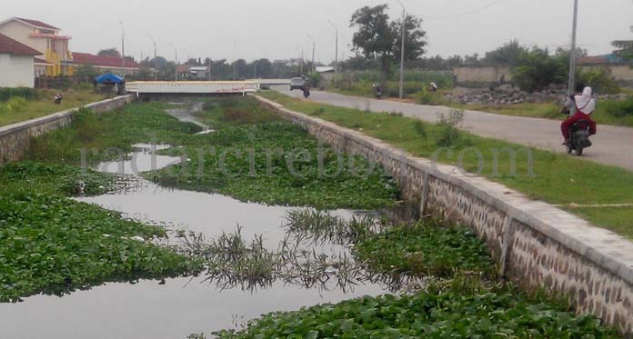 Saluran Sojar Jatibarang Dipenuhi Eceng Gondok