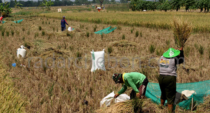 Sekda Sebut Kebijakan Impor Beras Rugikan Petani