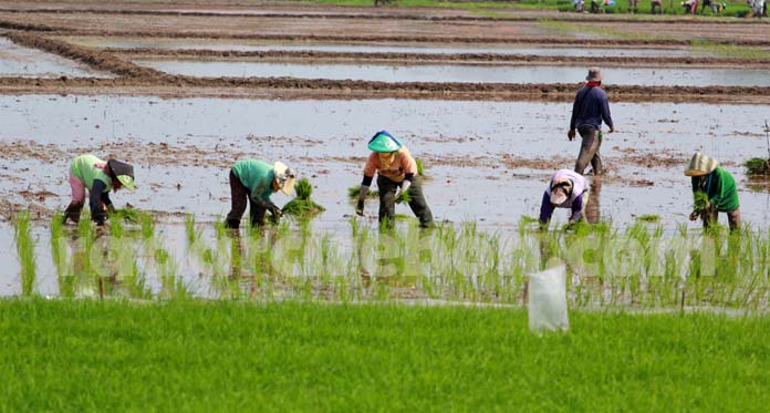 Kekeringan Menyebar, Petani Minta Ada Pengawalan Suplai Air Irigasi