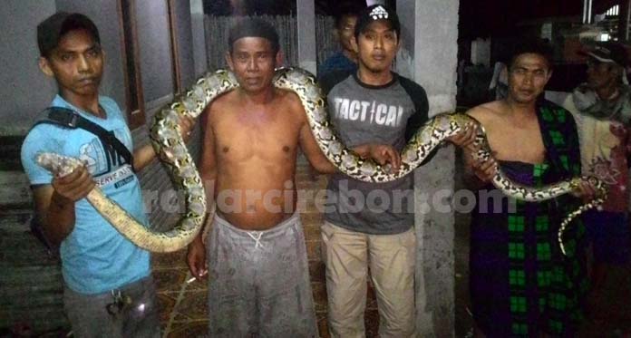 Ular Besar Masuk ke Rumah, Warga Desa Mundu Pesisir Kocar-Kacir