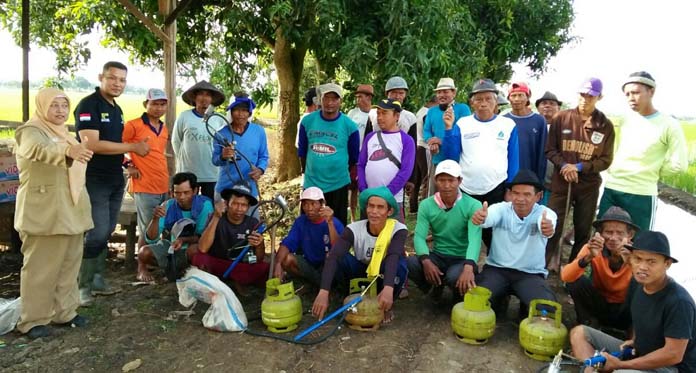 Tekan Perkembangbiakan Hama Tikus, Kelompok Tani Gema Ripah Gropyokan