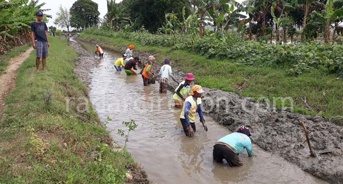 Manfaatkan Padat Karya, Petani Bongas Normalisasi Saluran Irigasi