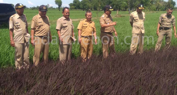 Petani Coba Tanam Padi Black Madras