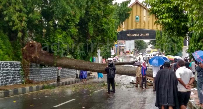 Hujan Deras, Pohon Besar Tumbang ke Jalan Timpa Dua pemotor