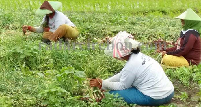 Harga Bawang Merah Anjlok, Hanya Dihargai Rp4.500