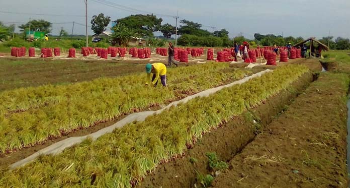 Harga Turun, Petani Bawang Ancam Demonstrasi ke Pemerintah Pusat