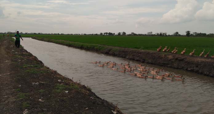 Desa Karanganyar Penghasil Bebek Terbesar di Cirebon