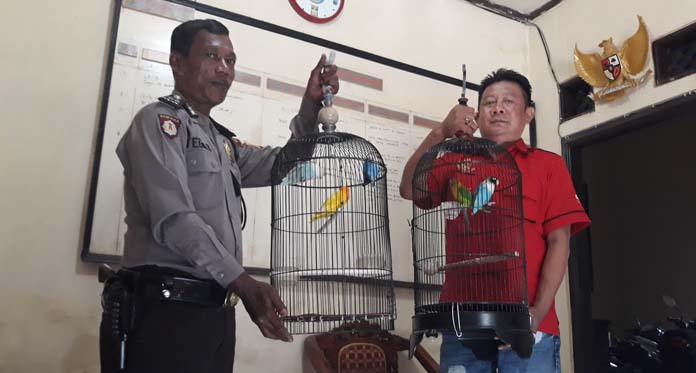 Burung Punya Teman Sendiri Diembat, Pencurian Jam 2 Pagi    