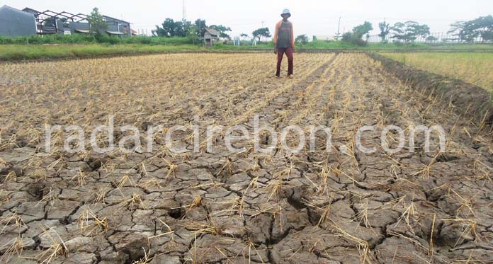 Sulit Air, Padi Mengering, Petani Andalkan Air Hujan