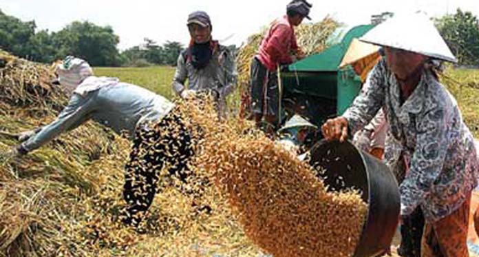 Harga Gabah Kering Panen Naik Jadi Rp4.650 per kg