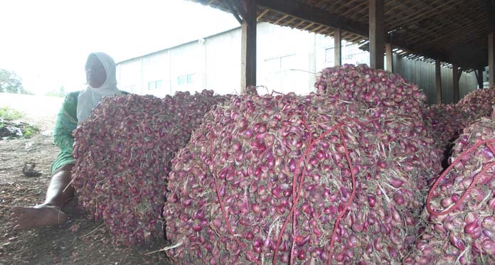 Harga Bawang di Petani Hancur, di Pasar Anjlok