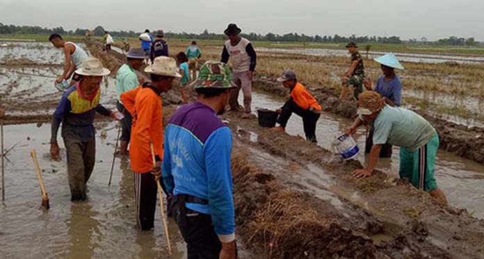 Kesal, Petani Nekat Gunakan Bensin Basmi Hama Tikus