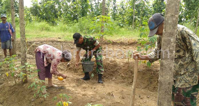 Danramil Ajak Sukseskan Program Tanam Kedelai Serentak