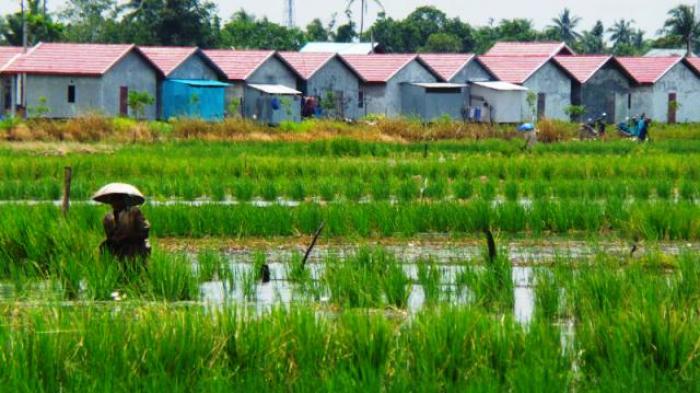 Lahan Pertanian Majalengka Terus Menyusut, Pertahankan 39 Ribu Hektare LP2B