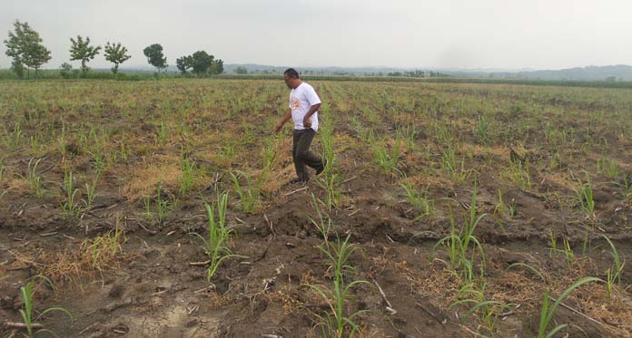 Digerus Perumahan, Lahan Tebu Terus Menyusut