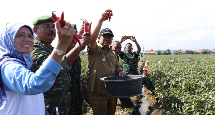 Panen Cabai Merah, Walikota Ingin Pertahankan Lahan Produktif