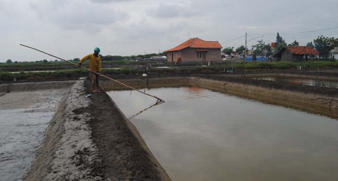 Petani Tambak Terkendala Alat, Sepanjang 2017 Alami Kerugian