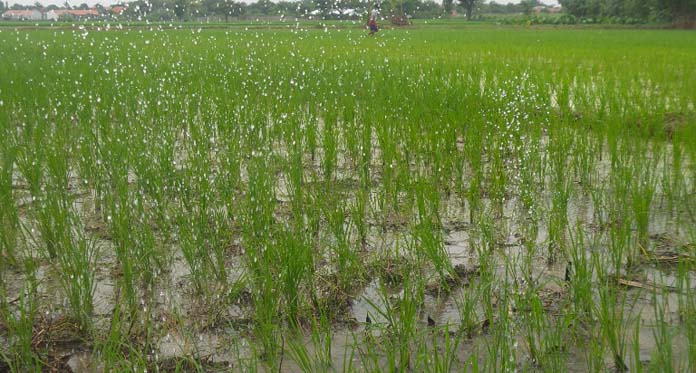 Musim Hujan, Irigasi Buruk, Petani Terpaksa Pakai Pompanisasi