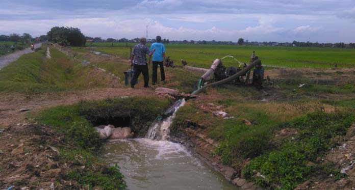 Ratusan Hektare Sawah Terancam Kekeringan, BMKG: Curah Hujan di Bawah Normal