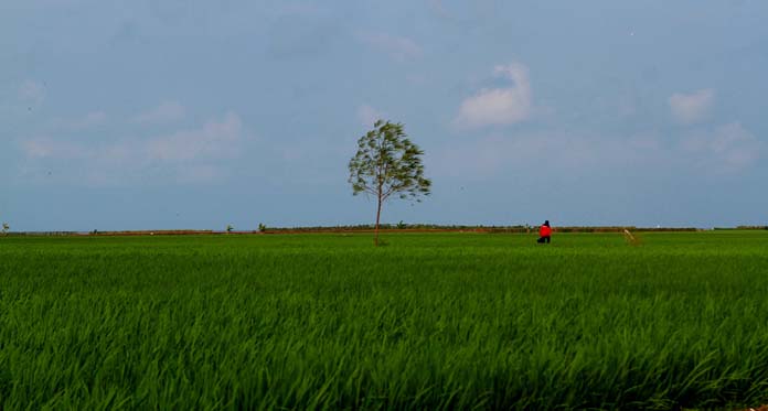 Waduh, 8.982 Hektare Lahan Padi di Indramayu Kekeringan