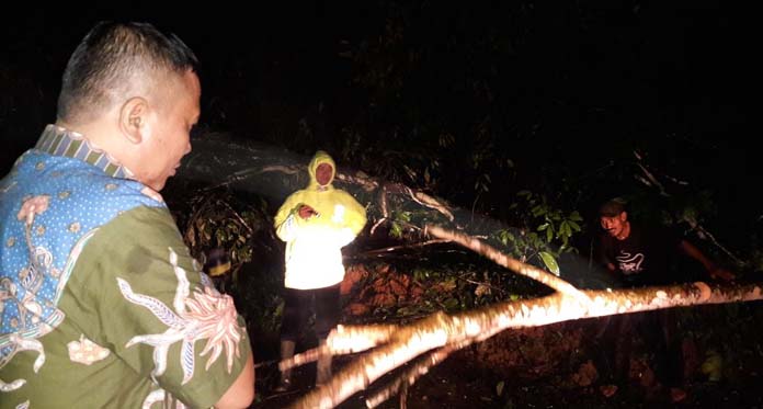 Pohon Tumbang, Rombongan Plt Bupati Tertahan Dua Jam