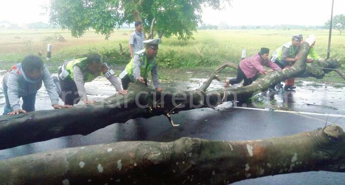 Hujan Deras, Pohon Tumbang di Jalur Majalengka-Kadipaten