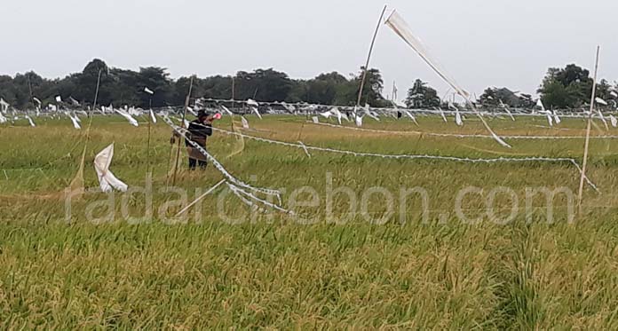 Serangan Hama Burung Ancam Panen Padi di Indramayu