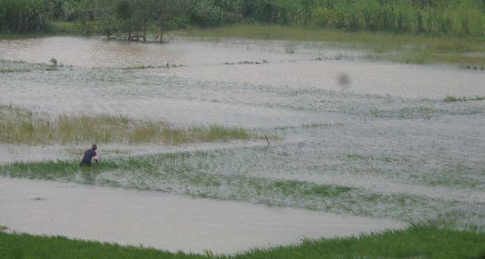 Akibat Banjir, Ratusan Hektare Sawah di Kabupaten Cirebon Terancam Puso