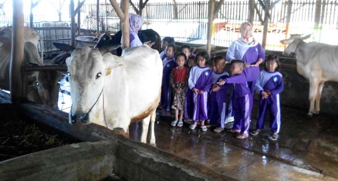 Kenalkan Siswa PAUD Cara Beternak Sapi secara Langsung