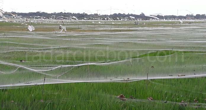 Hindari Hama Burung, Petani  di Indramayu Tutup Sawah dengan Jaring