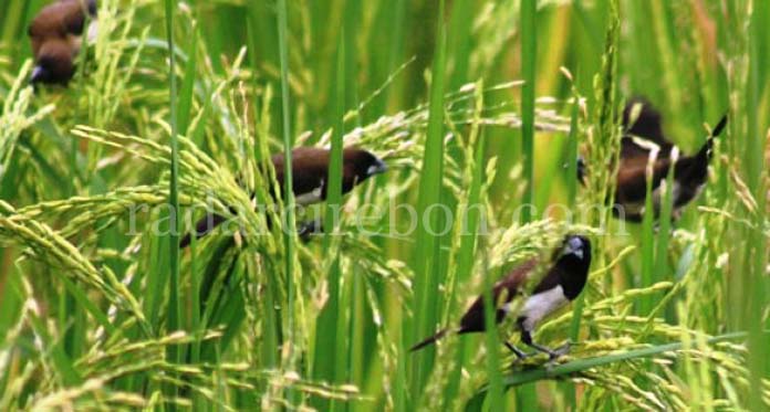 Sawah Gagal Panen karena Burung, Tak Masuk Asuransi Usaha Tani Padi