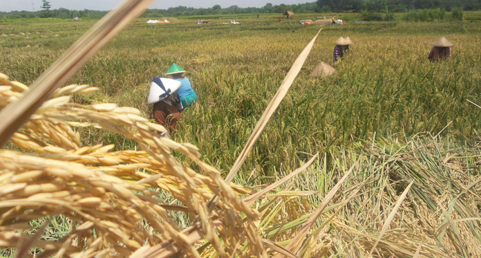 Walah, Panen Musim Tanam Kedua Diprediksi Turun