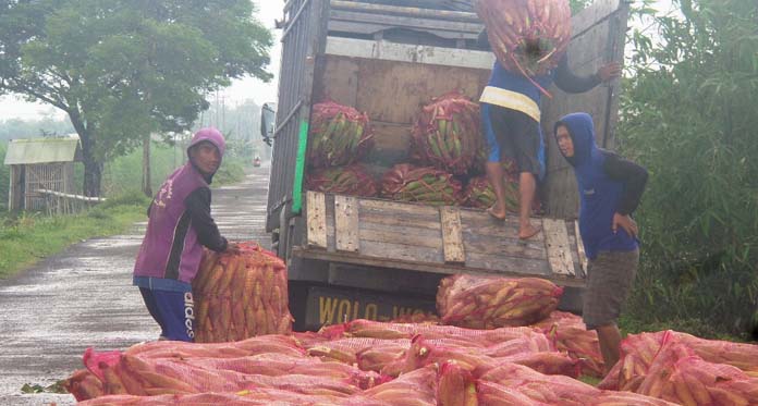 Petani Jagung Senang, Harga Jual Naik Dua Kali Lipat