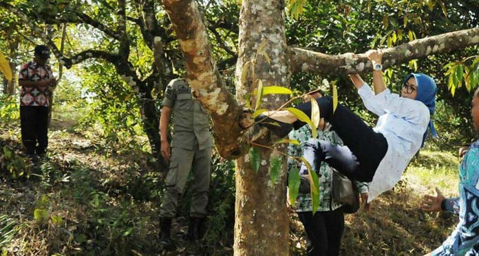 Aksi Tak Biasa Bupati Lebak Iti Octavia Jayabaya; Sering Panjat Pohon saat Kunker 