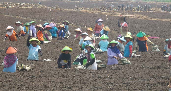 Petani Bawang Rugi Miliaran, Ongkos Tanam dan Obat-Obatan hingga Ratusan Juta 