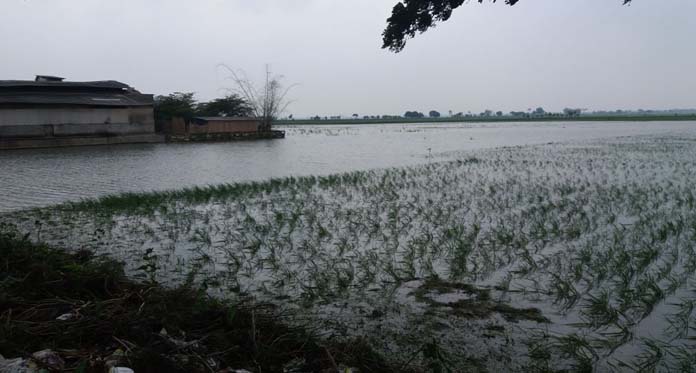 Sistem Saluran Air Buruk, 48 Hektare Sawah Terendam Banjir