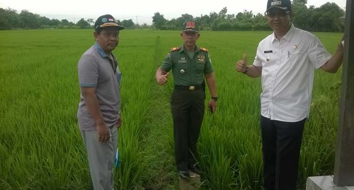 Pastikan Kondisi Pertanian, Muspika Turun ke Sawah