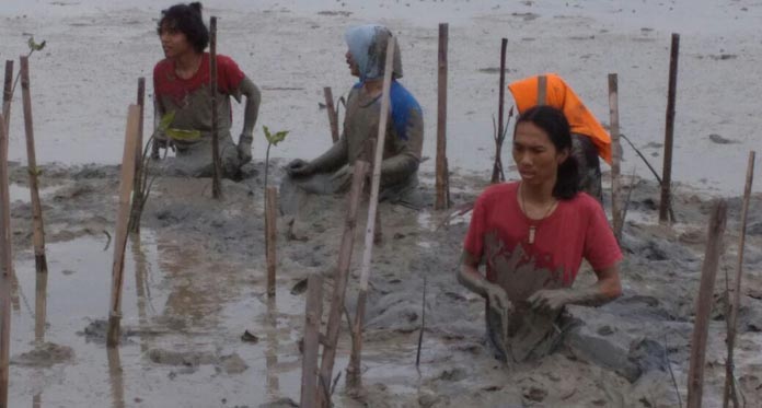 Rawat Pesisir Laut Gebang, Pegiat Lingkungan Tanam 1.000 Bibit Mangrove