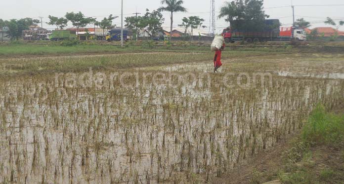 Area Pertanian Terendam Seminggu Lebih, Petani Gagal Panen