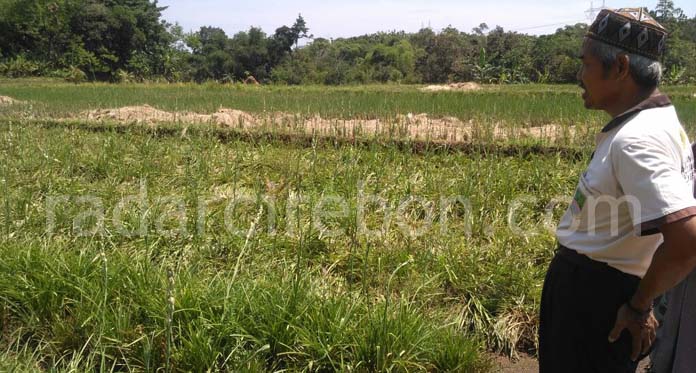 Menjajikan, Petani Mulai Lirik Budidaya Tanaman Bunga