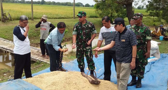 Petani Pilih Jual Gabah ke Tengkulak, Kenapa?