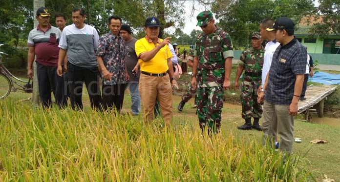 Petani Panen Raya, Harga Beras di Indramayu Berangsur Turun