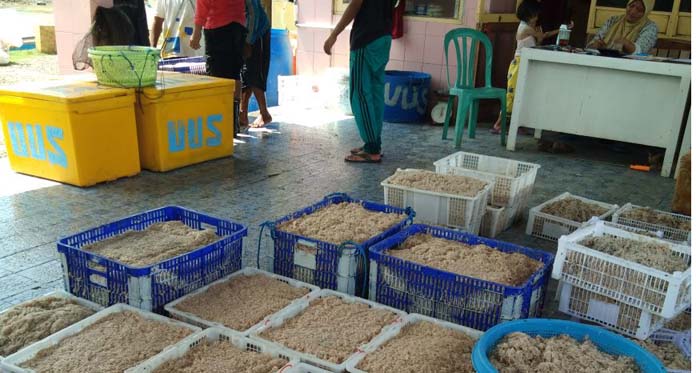 Hasil Tangkapan Panen Udang Rebon Melimpah, Harga Anjlok