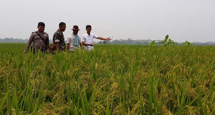 Pemerintah Harus Jamin Harga Gabah, Petani Khawatir Ada Beras Impor